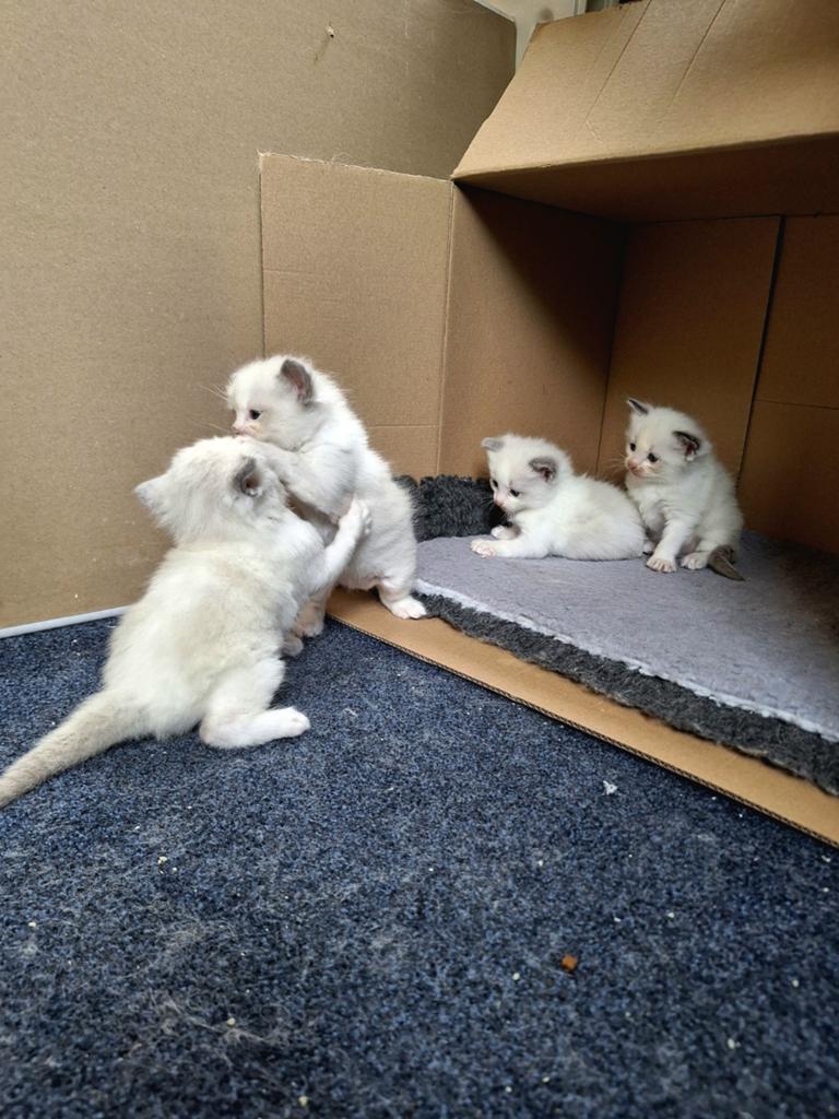 Lieve ragdoll kittens met stamboom ouders getest, Meerdere dieren, Met stamboom, 0 tot 2 jaar
