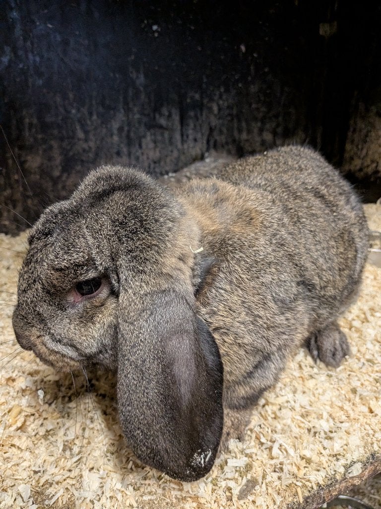Franse hangoor ram, Dieren en Toebehoren, Mannelijk, Groot, Hangoor, 0 tot 2 jaar