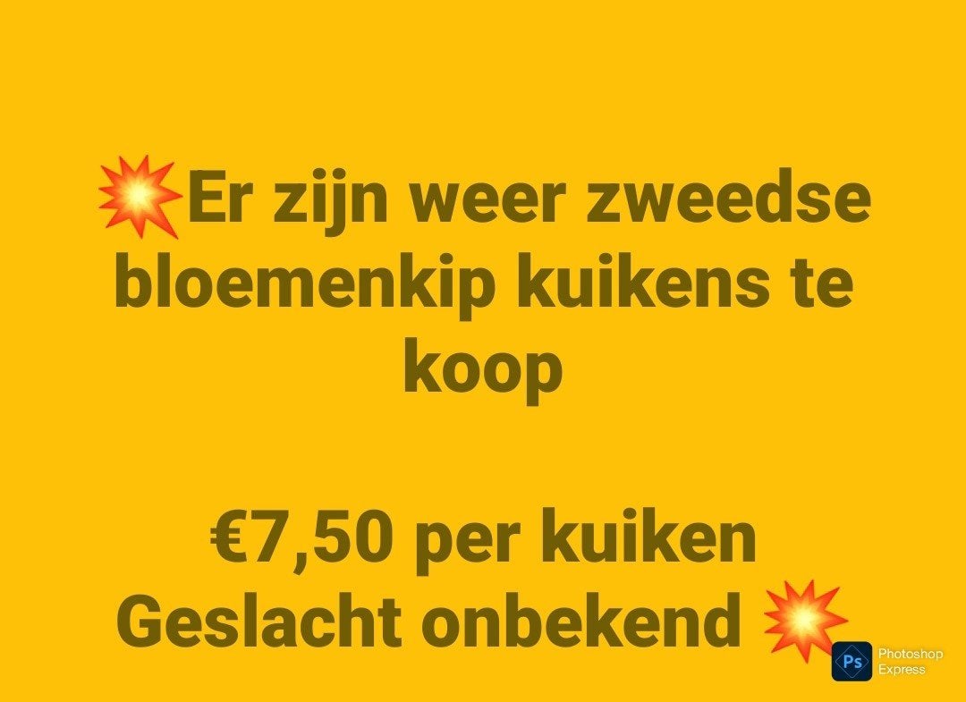 kuikens, Dieren en Toebehoren, Pluimvee, Meerdere dieren, Kip