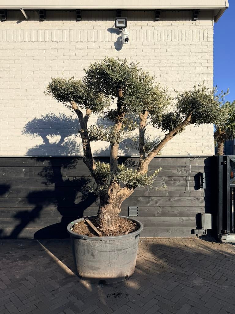 Mooie olijfboom pon pon/plateau/bonsai, Volle zon, Ophalen of Verzenden, 100 tot 250 cm, Olijfboom