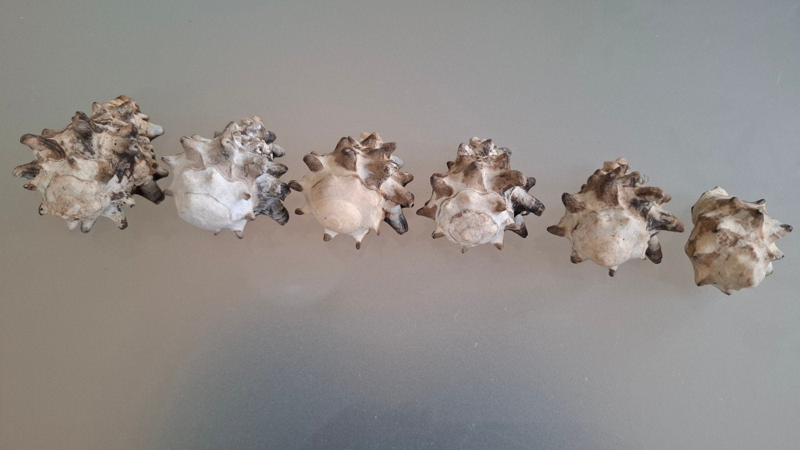 Prachtige handgeselecteerde set van 6 Murex-zeeschelpen, Ophalen of Verzenden
