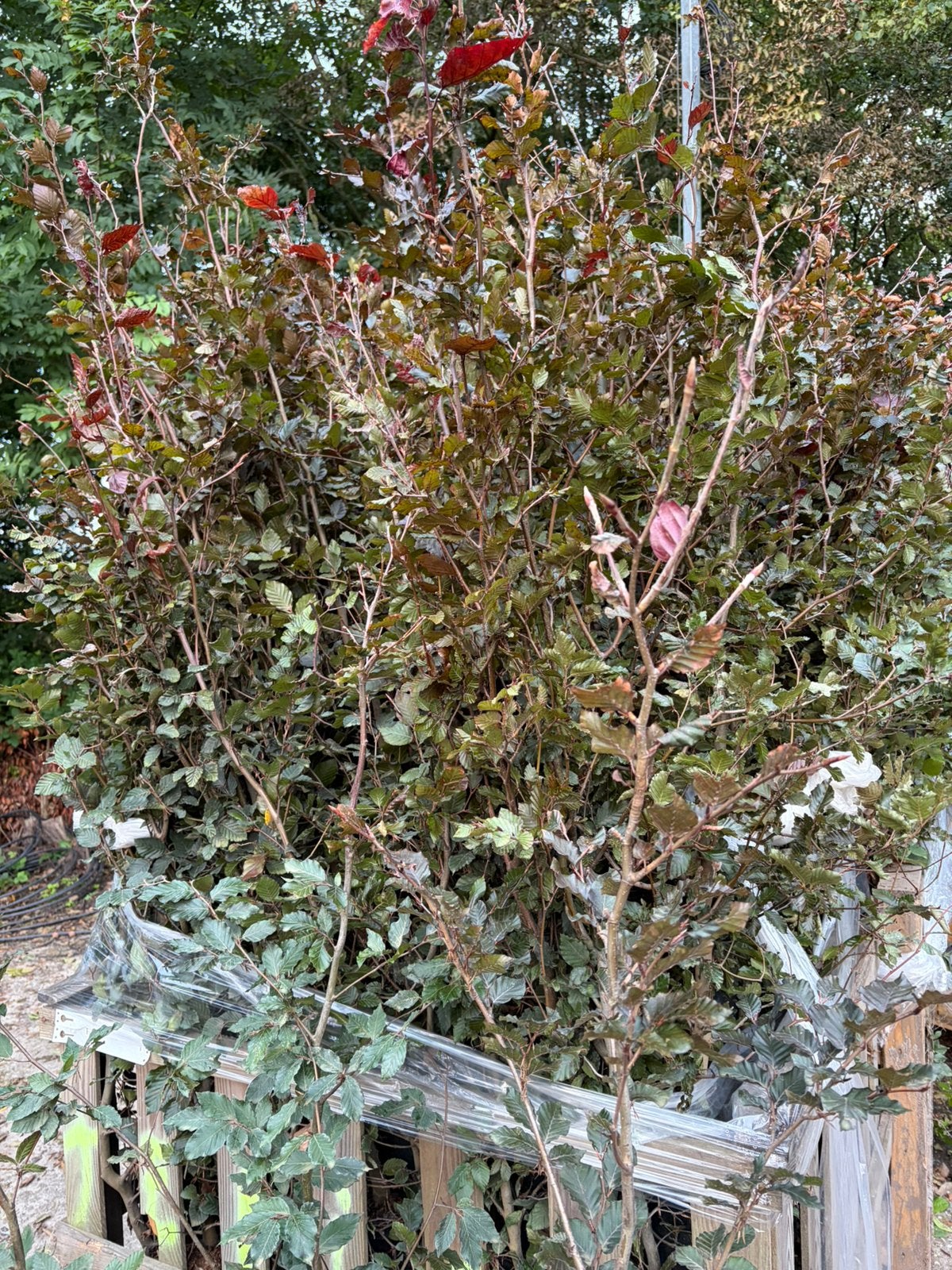 Rode beukenhaag / diverse maten / kwaliteit, Ophalen of Verzenden, Beukenhaag, 100 tot 250 cm