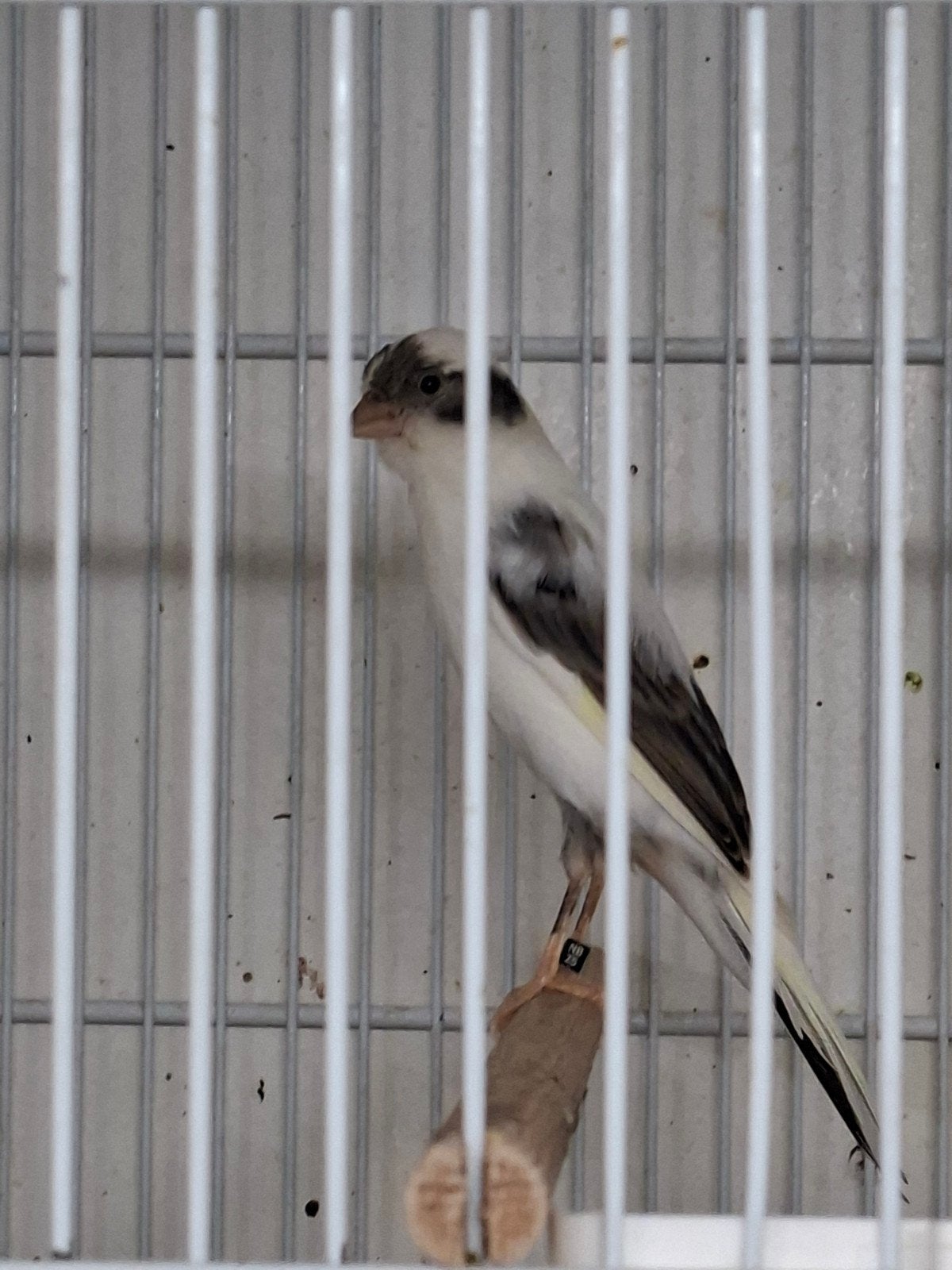 llargets te koop, Dieren en Toebehoren, Meerdere dieren, Postuurkanarie
