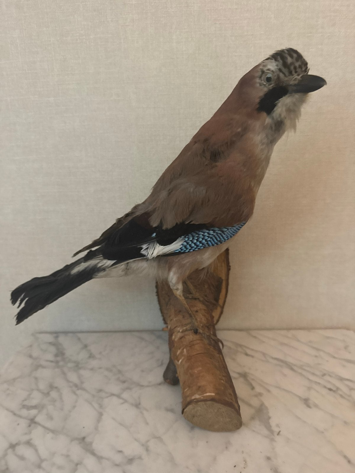Vlaamse Gaai Garrulus glandarius, Meerdere dieren