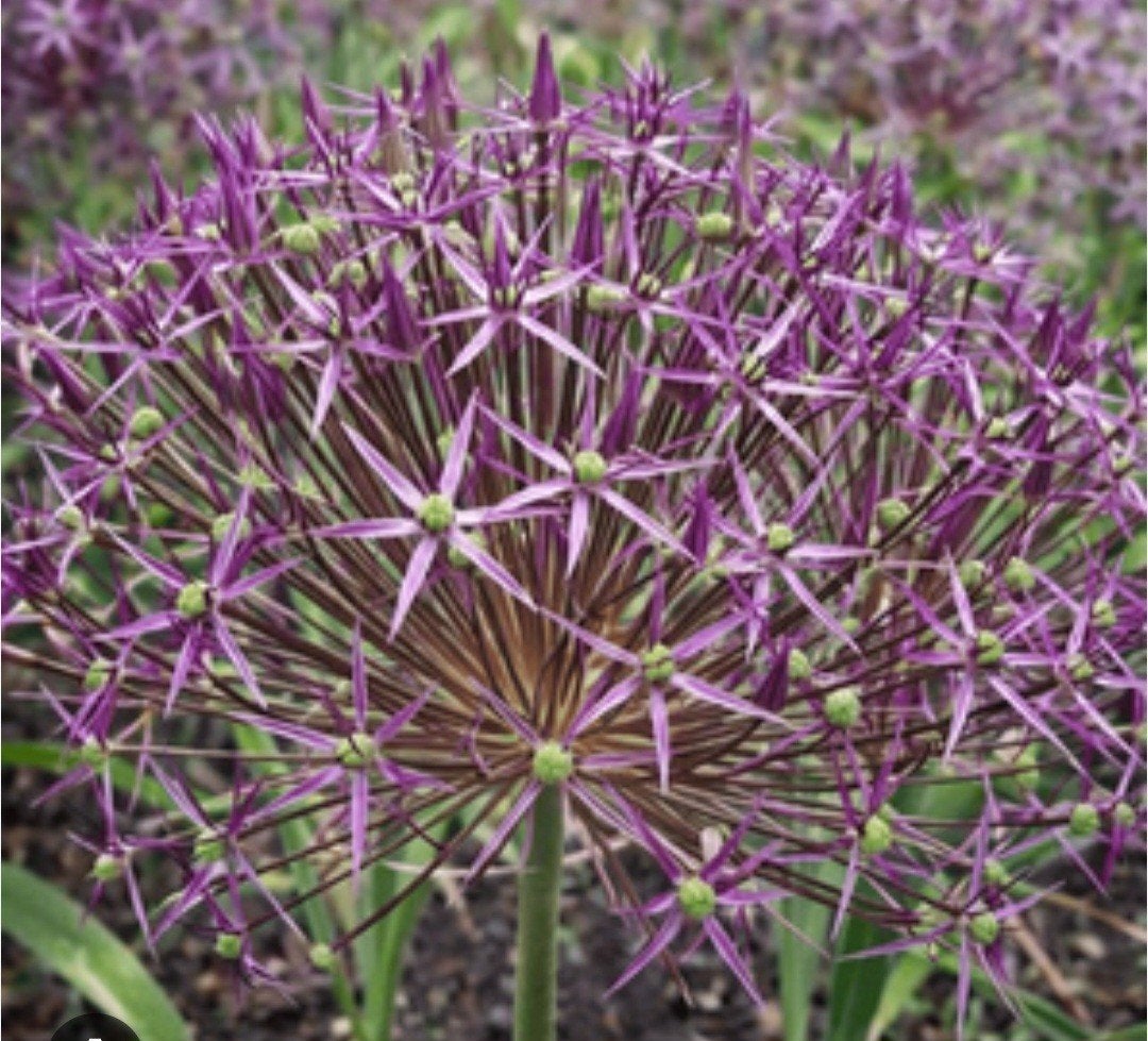 Allium Christophi
Sierui paars
25 zaden voor 1 euro
Deze imp, Ophalen of Verzenden, Volle zon