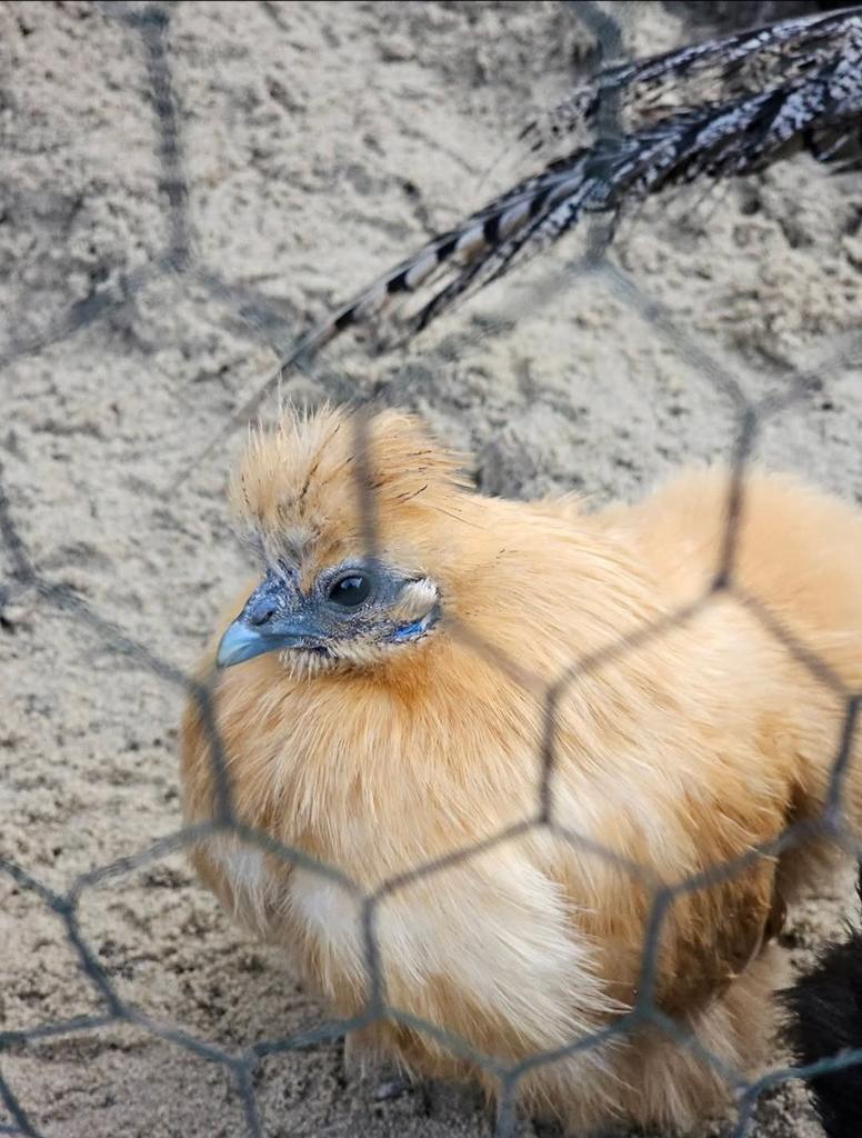 Zijdehoenders (hennen) te koop, Dieren en Toebehoren, Meerdere dieren, Kip