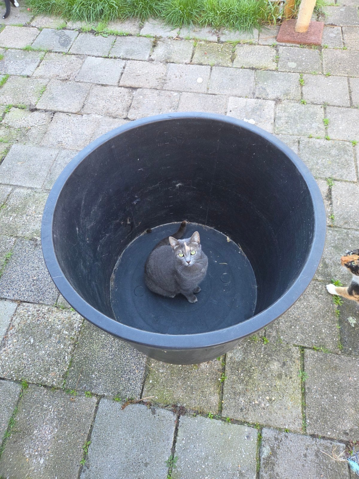 240 liter speciekuip, Tuin en Terras, Ophalen