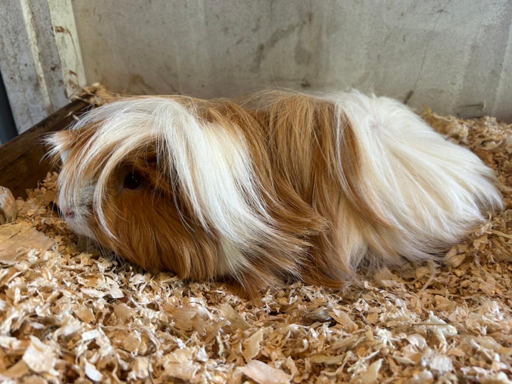 Te koop cavia’s peruvian fok koppelje, Dieren en Toebehoren, Knaagdieren, Cavia, April, Meerdere dieren, Tam