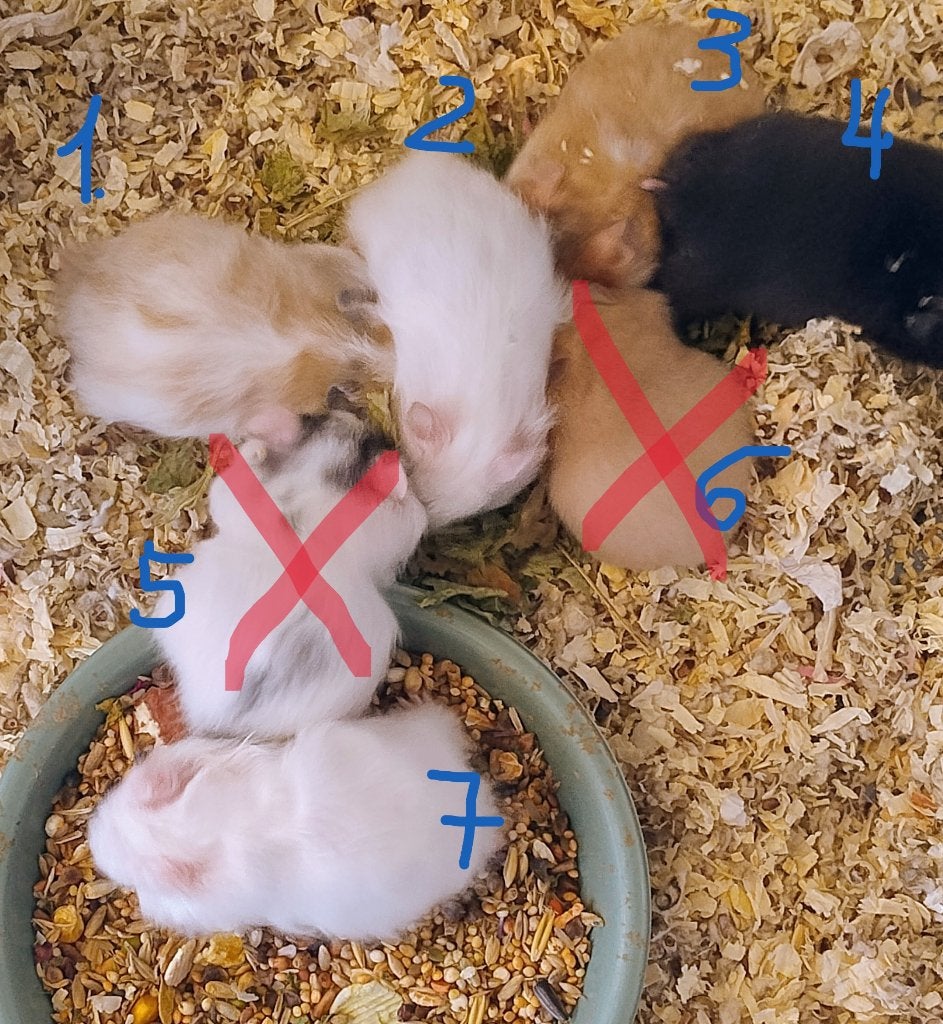 Nestje Syrische (goud)hamster, Hamster, Augustus, Meerdere dieren, Tam