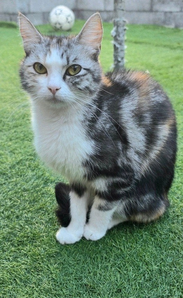 Cute cat for adoption, Dieren en Toebehoren