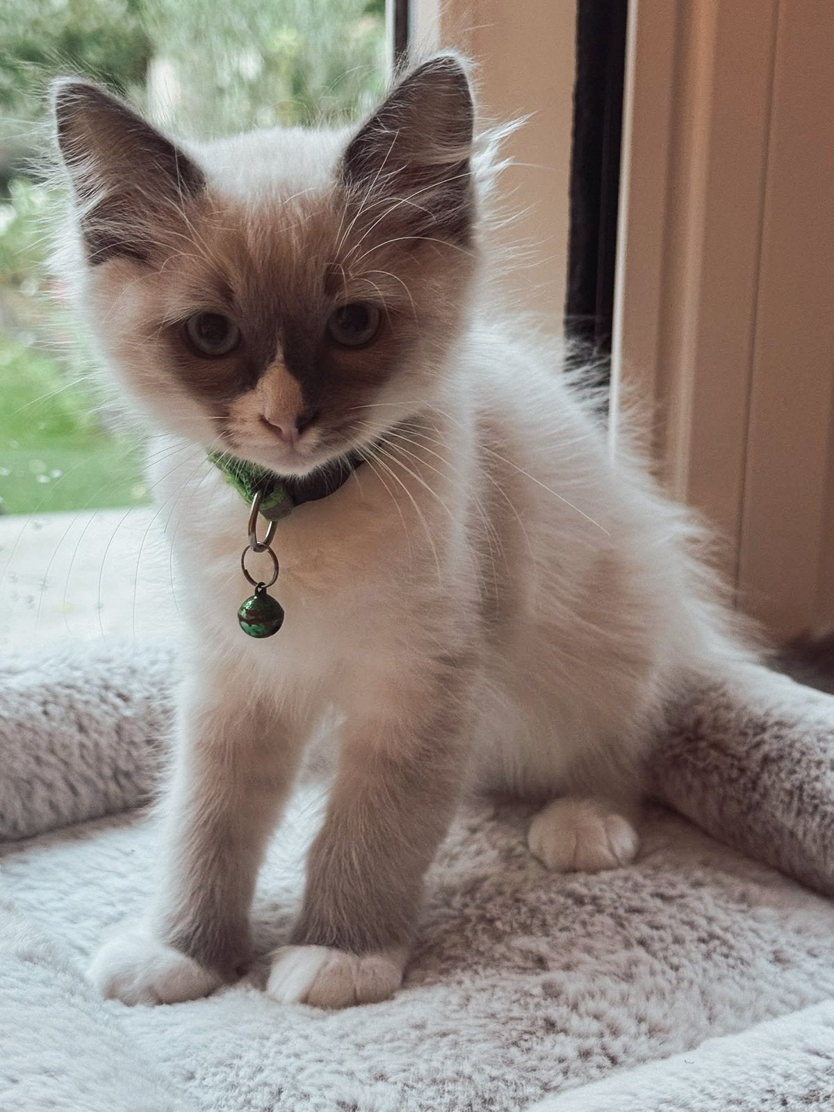 Ragdoll kittens, Meerdere dieren, Ontwormd, 0 tot 2 jaar