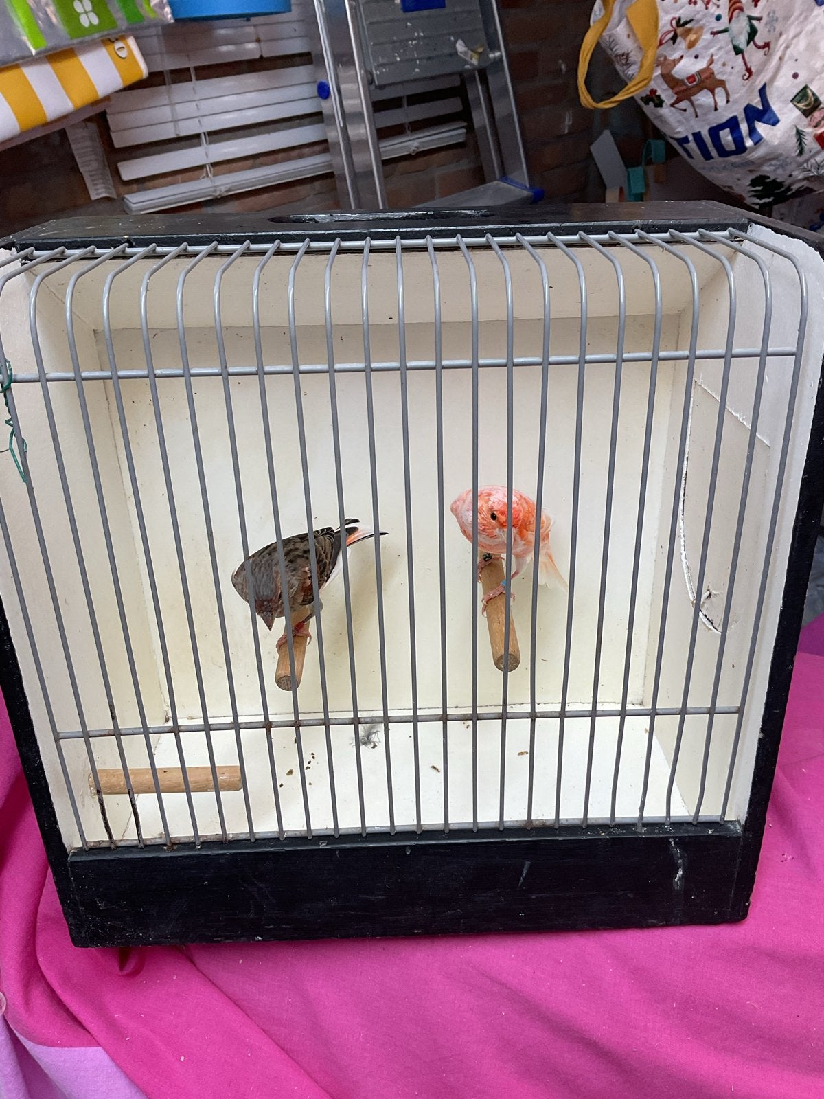 Te koop kanaries, Dieren en Toebehoren