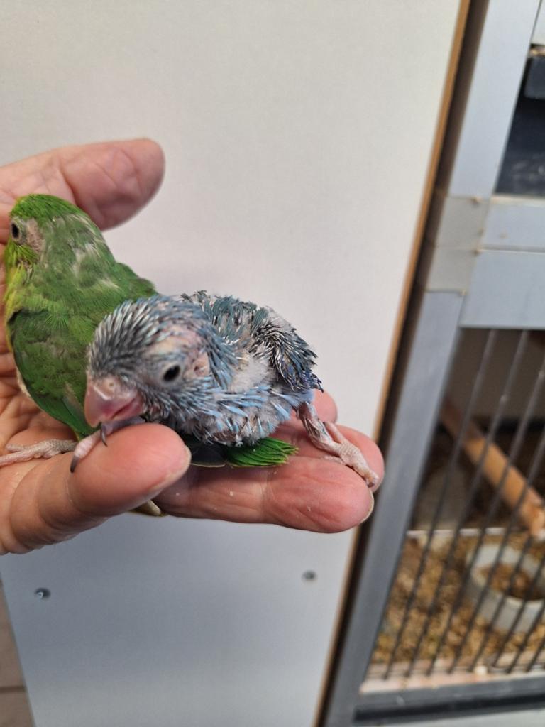 Tamme forpussen, Dieren en Toebehoren, Meerdere dieren, Parkiet