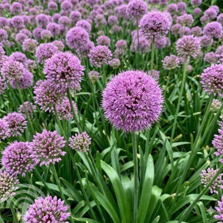 BLOEMBOLLEN Allium 'Millennium' Sierui bijen vlinders rz-prs, Overige soorten, Volle zon, Vaste plant, Ophalen of Verzenden