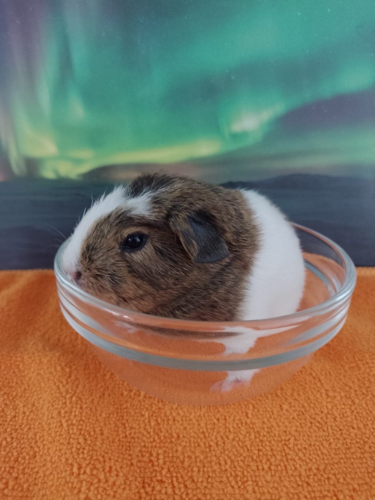 Jonge cavia's, Cavia, Mei, Meerdere dieren, Tam