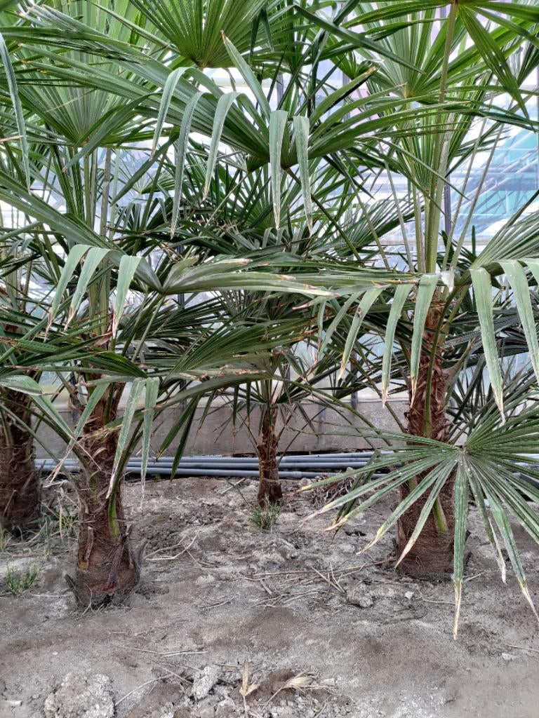 Grote winterharde Trachycarpus fortunei palmen te koop!, Tuin en Terras, Planten | Bomen, Bloeit niet, 100 tot 250 cm, Palmboom