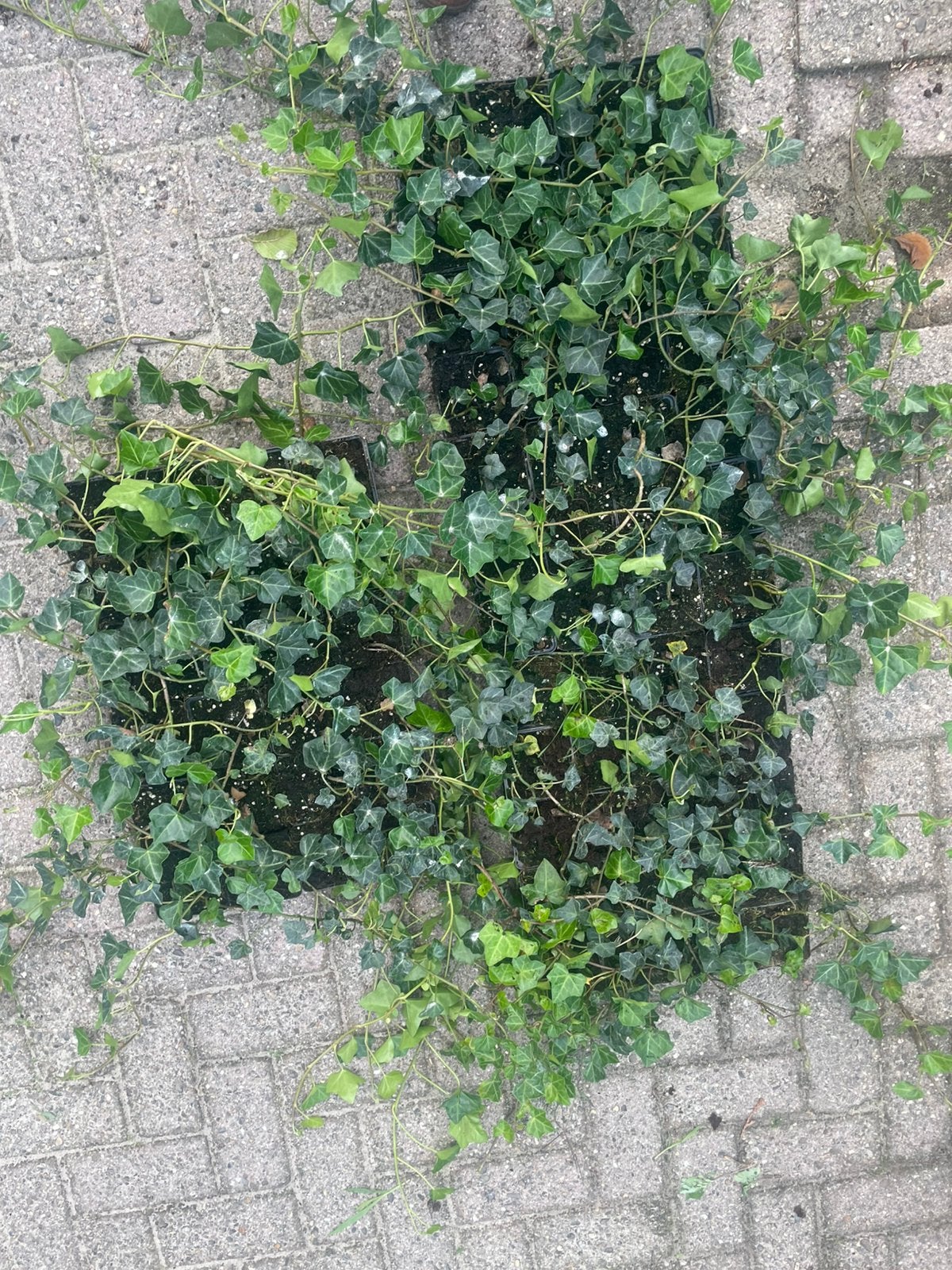 Klimop plante te koop, Ophalen, Overige soorten, 100 tot 250 cm