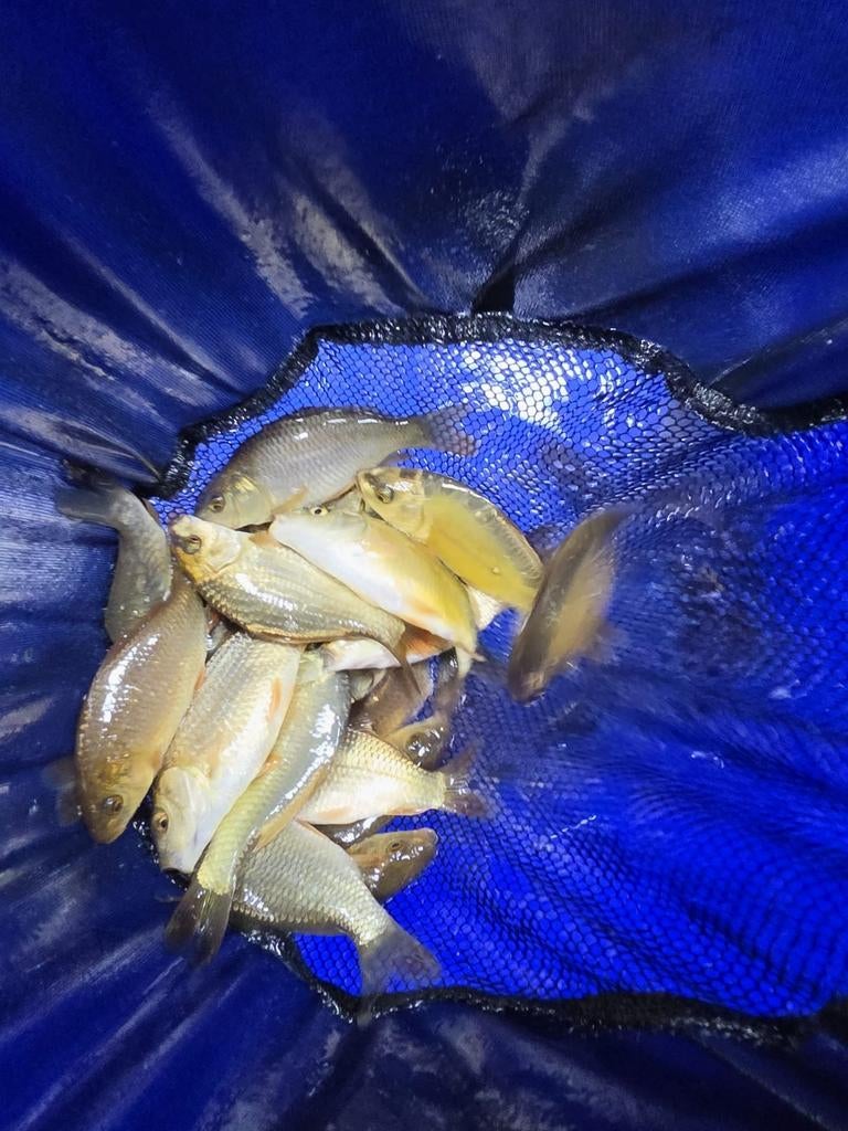 Spiegelkarper en schubkarper, Dieren en Toebehoren, Vissen | Vijvervissen, Karper of Koi