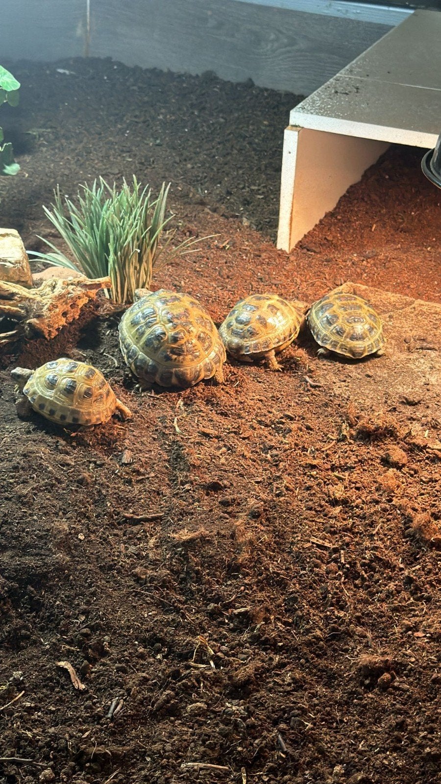 Testudo Horsfieldii Land Schildpadden Tortoise - unknown for sale from Timo