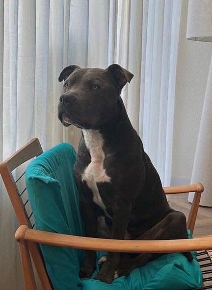 Amerikaanse stafford, 6 jaar of ouder, Reu, Parvo, Eén hond