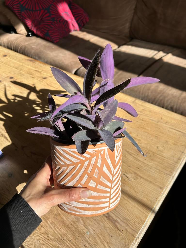 Tradescantia pallida "Purple Heart" - Hangplant, Ophalen, Overige soorten, Halfschaduw, In pot