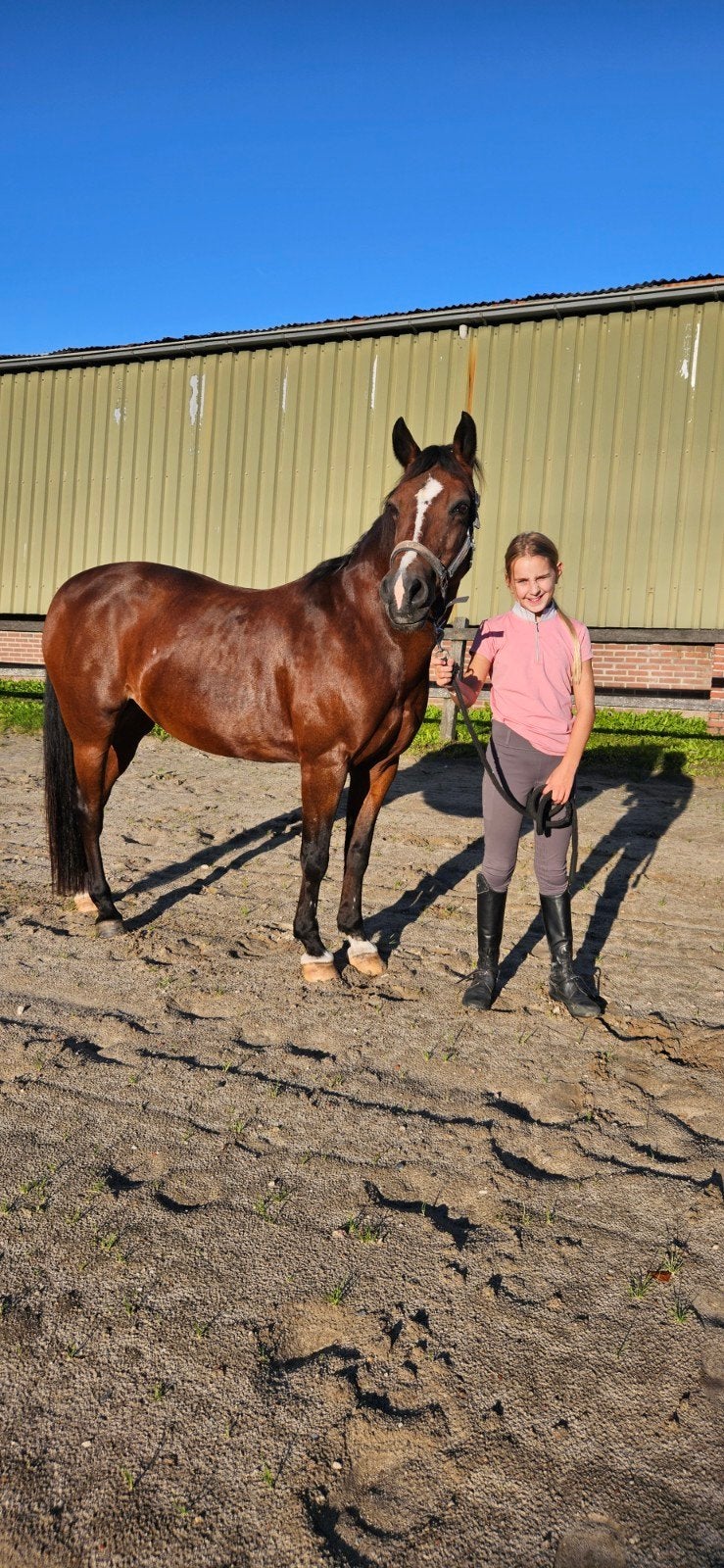 lieve D pony, Merrie, Met stamboom, L, 11 jaar of ouder