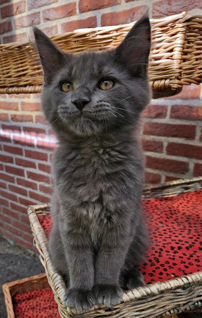Main Coon 100% kitten, Nog 1 Blue Smoke (knappert), Dieren en Toebehoren, Katten en Kittens | Raskatten | Langhaar, Kater, Gechipt
