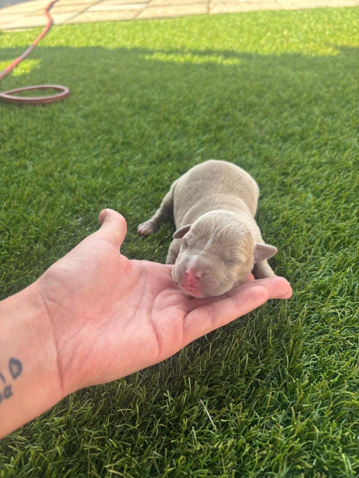 Pocket bullys, Dieren en Toebehoren, Honden | Niet-rashonden, Meerdere, Meerdere dieren, Middel, Nederland