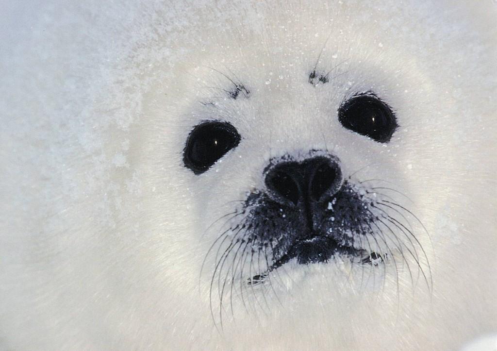 Zeehond Sattelrobbe 51, Verzenden, 1980 tot heden, Ongelopen, Waterdier