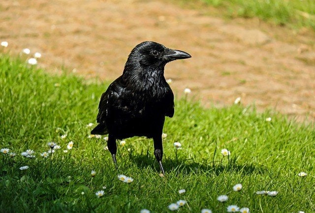GEZOCHT: Kraai, Geslacht onbekend, Wildzangvogel, Geringd