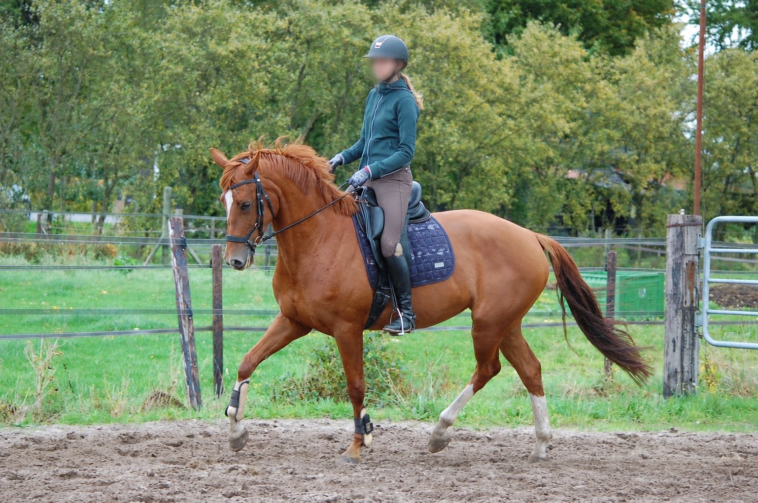 6-jarige dressuurmerrie, fok of voor handige ruiter, Merrie, Dressuurpaard, 3 tot 6 jaar
