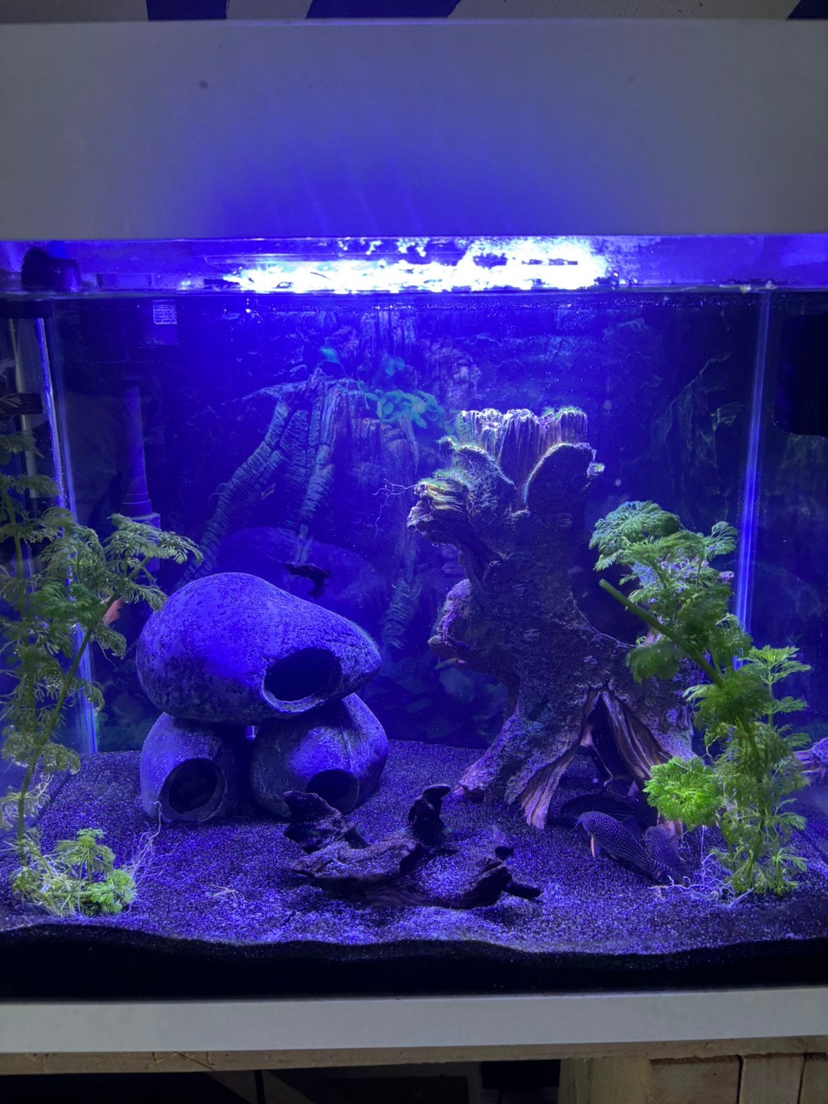 Superfish panorama 50 led aquarium, Ophalen, Pomp, Zo goed als nieuw, Gevuld zoetwateraquarium