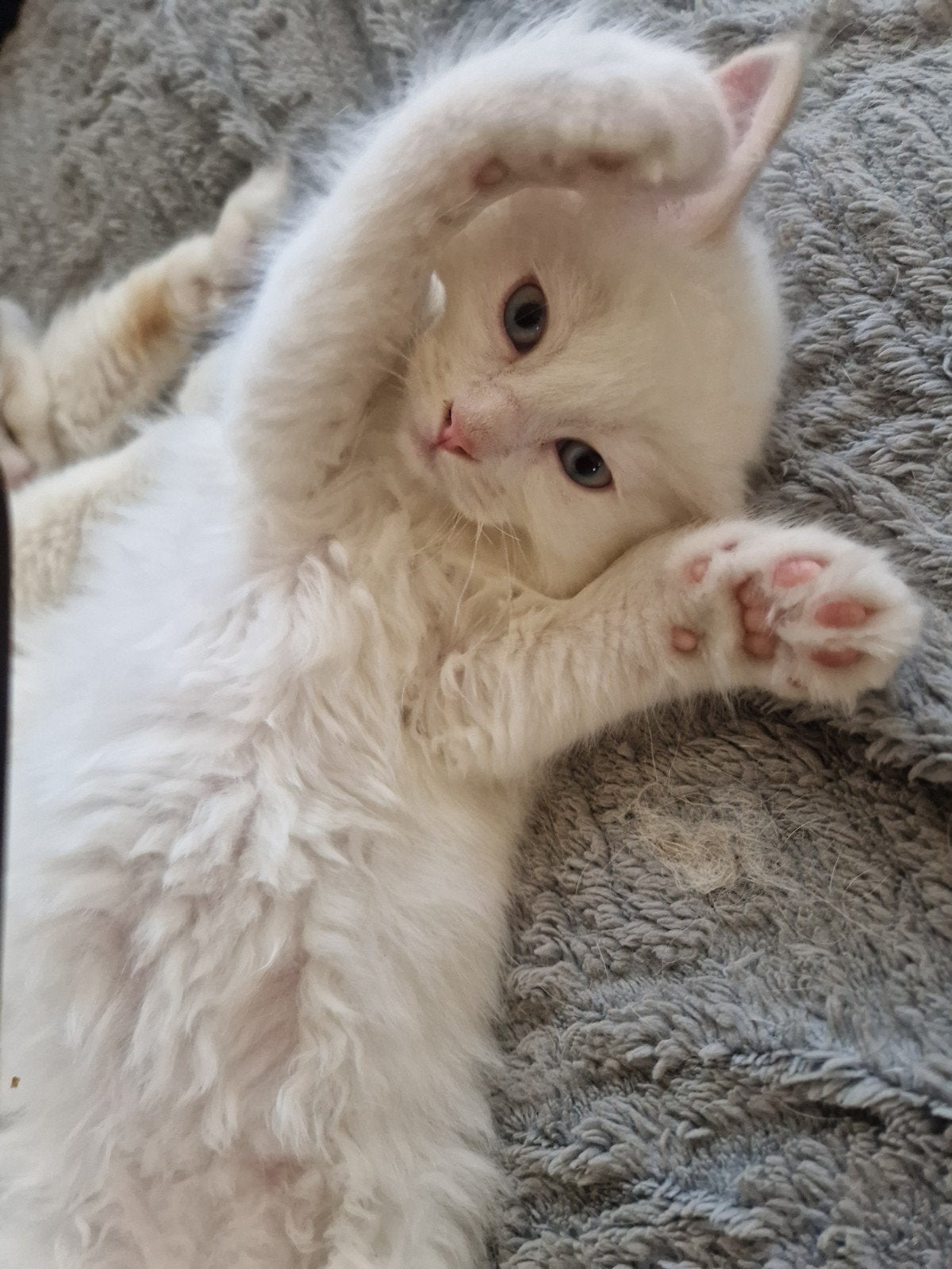 ragdol kittens raszuiver, Dieren en Toebehoren, Meerdere dieren