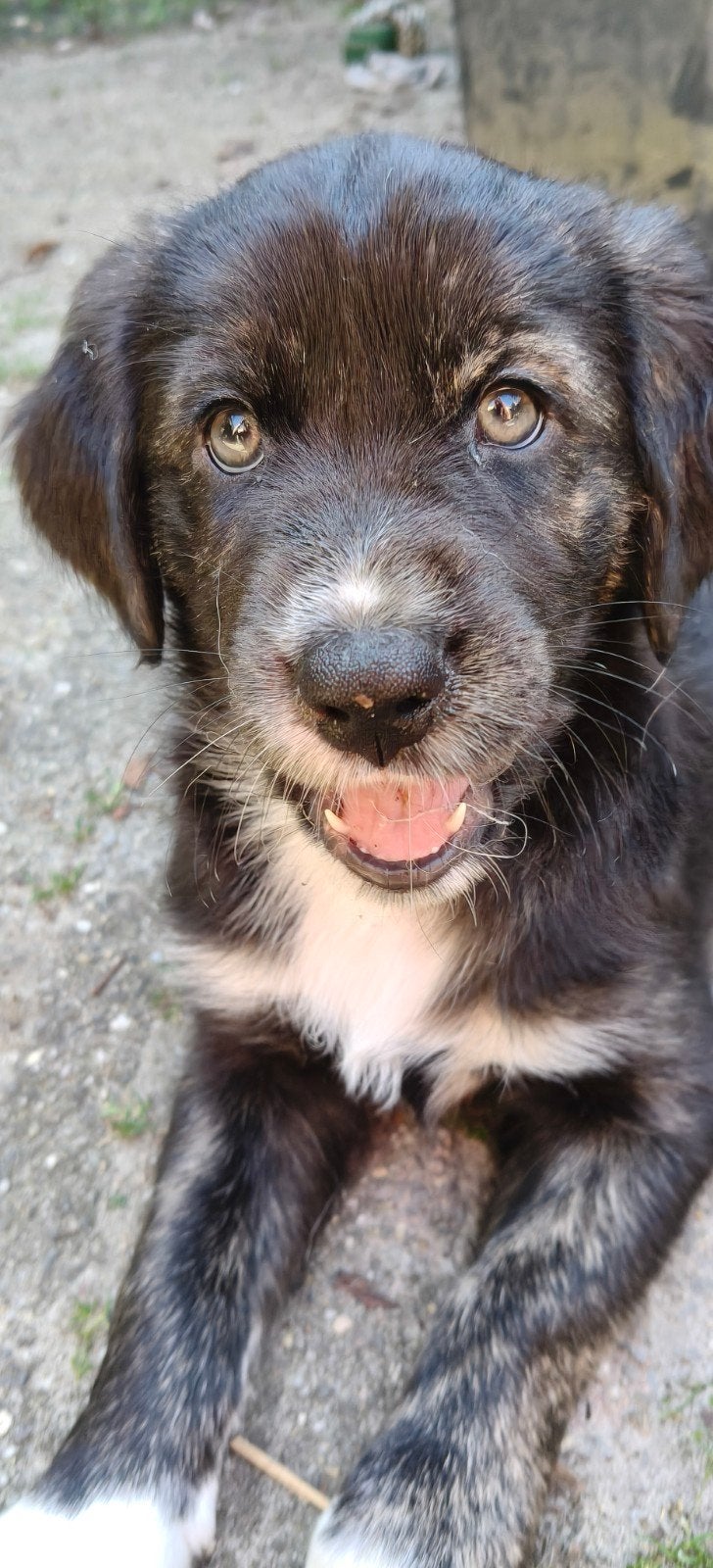 Pups Australian Shepherd x Golden retriever LAATSTE TEEFJE, Parvo, Overige rassen, 8 tot 15 weken, Teef