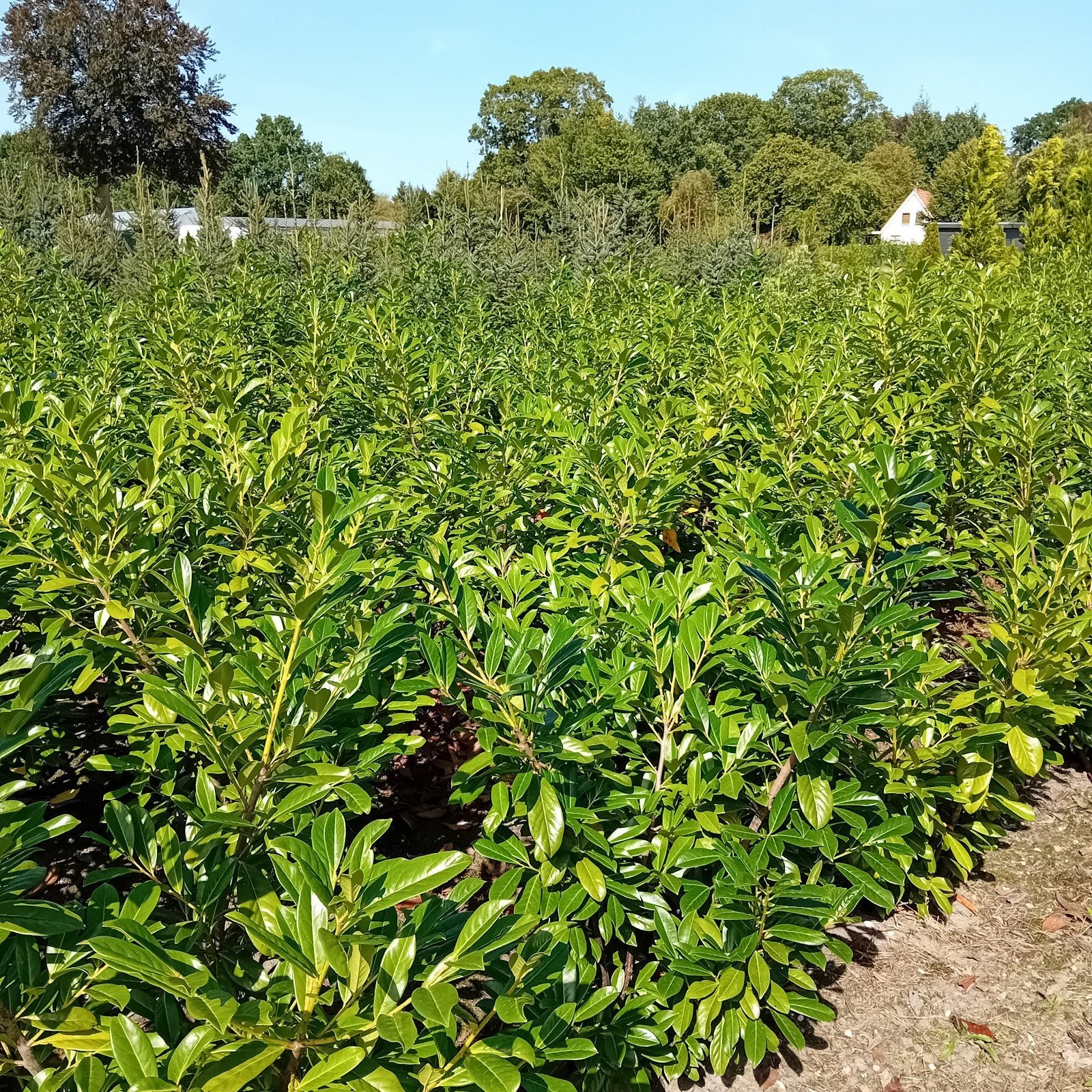 coniferen laurier taxus  60cm  tot 200cm hoog, Ophalen, Conifeer, 100 tot 250 cm