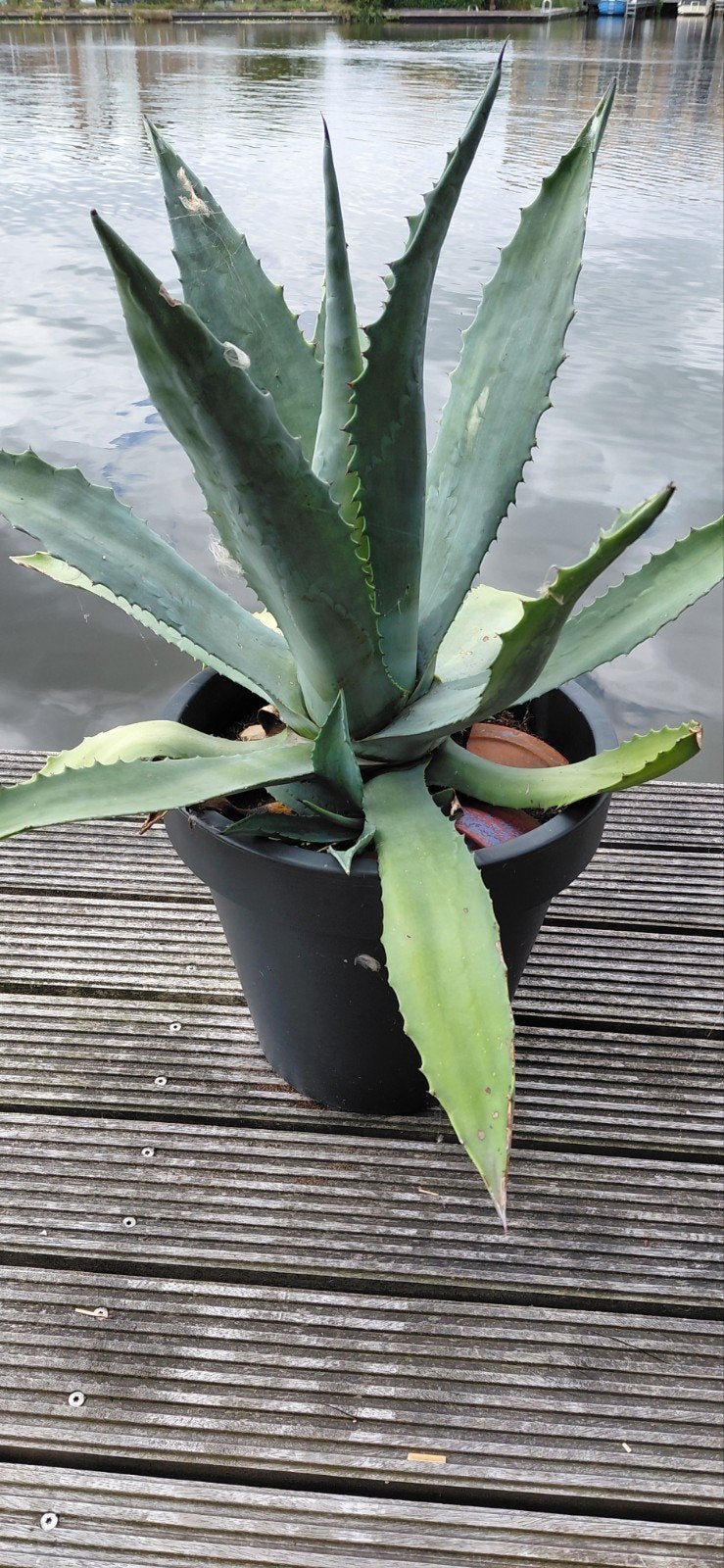 Grote tropische vetplant Agave Americana 80x80 cm.in pot, Ophalen, Bloeit niet, Overige soorten, Volle zon