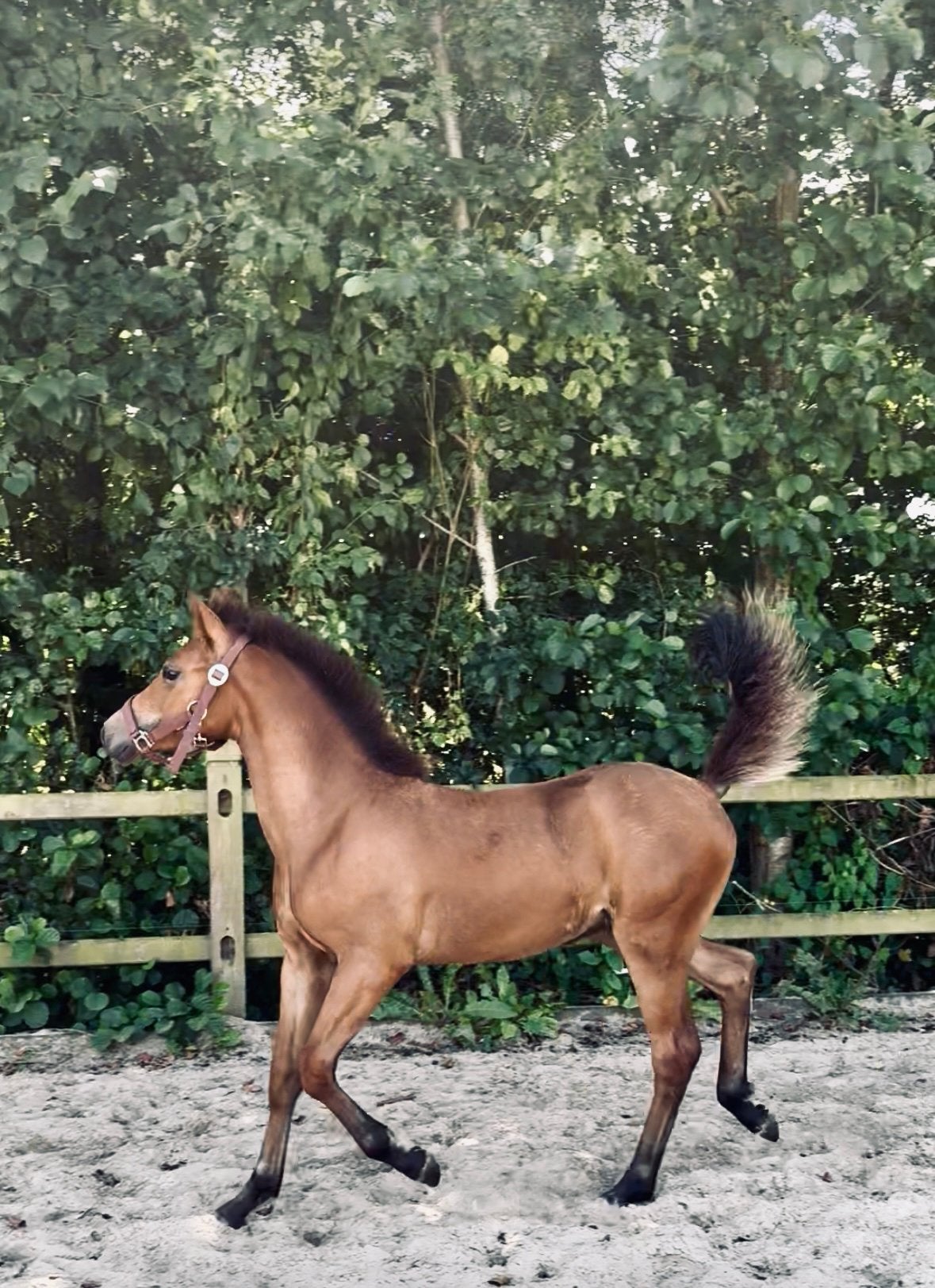 Veel belovend hengstveulen, Springpony, Hengst, Onbeleerd, D pony (1.37m tot 1.48m)