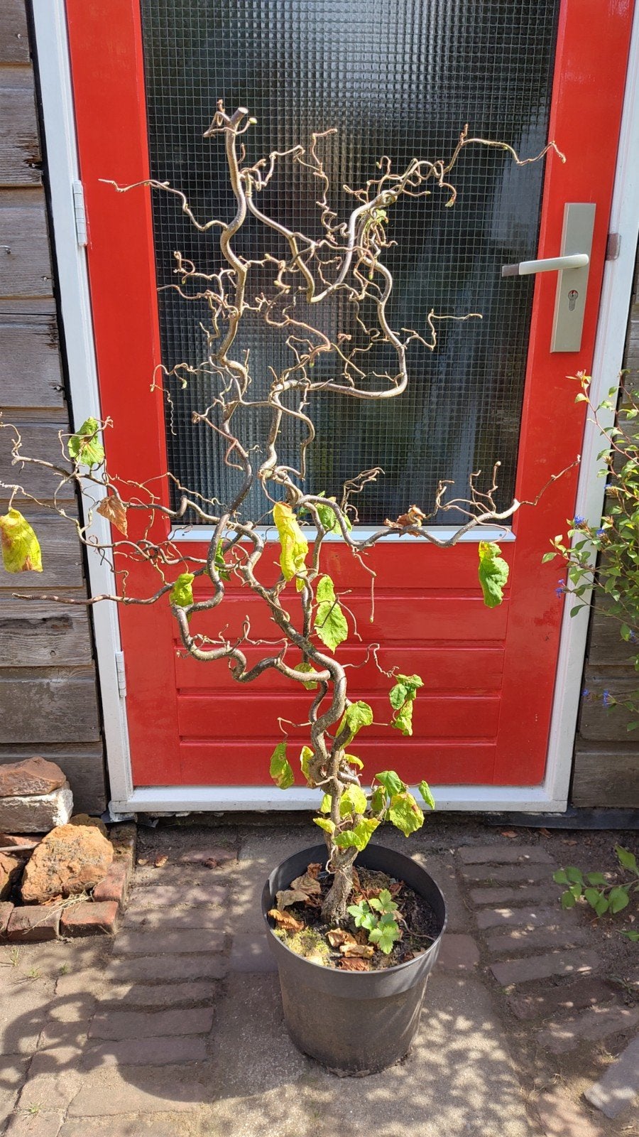 Kronkelhazelaar 150 cm, Halfschaduw, Overige soorten, Lente, 100 tot 250 cm