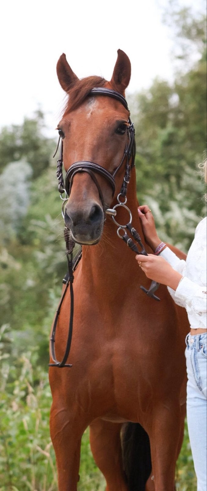 Leuke, lieve en betrouwbare D-pony