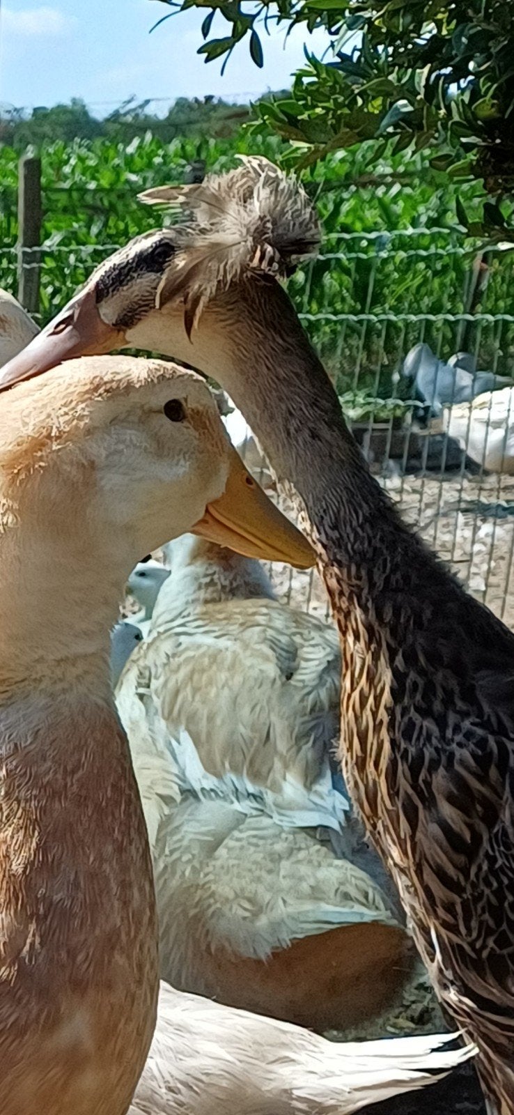 Bali loopeenden, Meerdere dieren, Eend