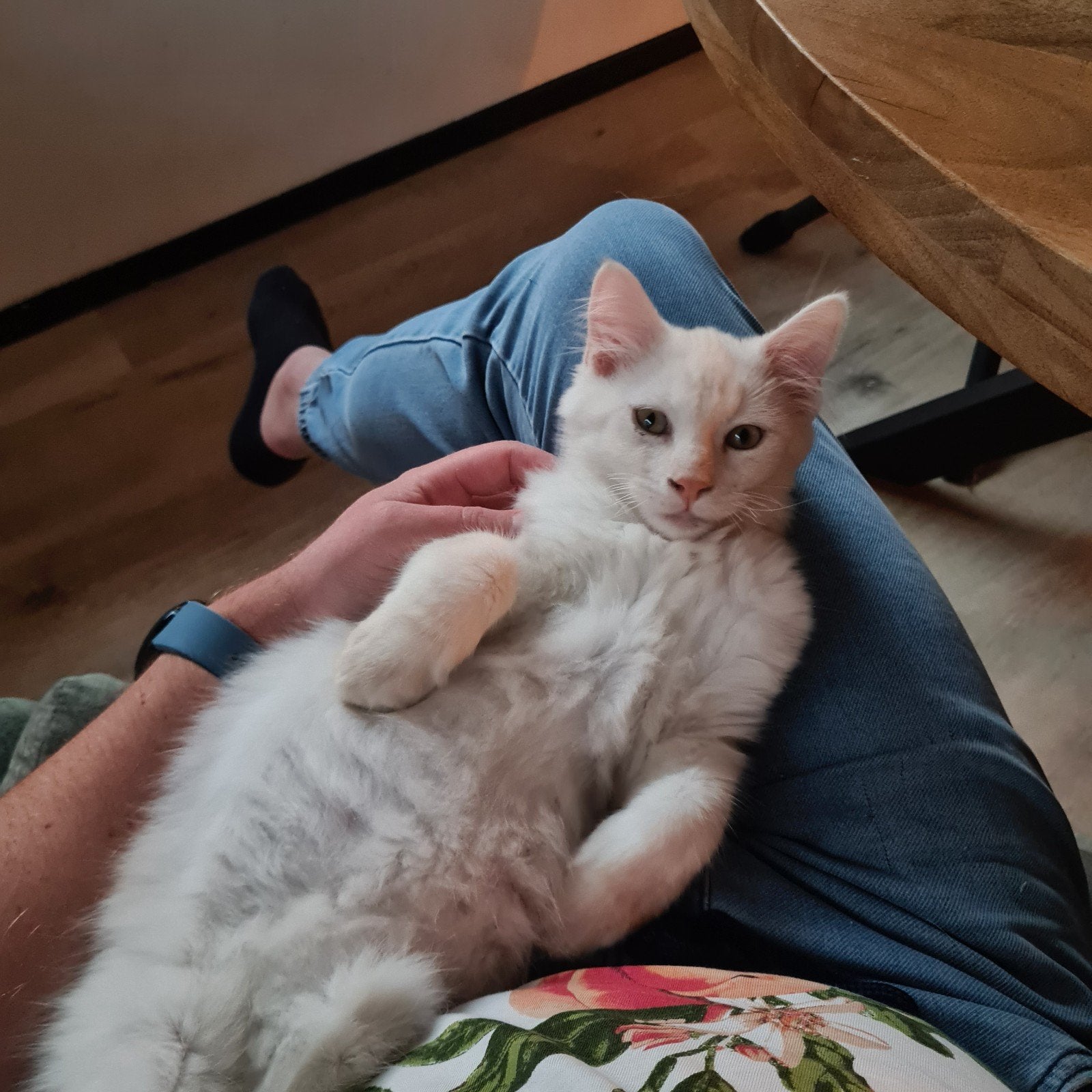 Maine Coon x Ragdoll kitten nog 1 katertje beschikbaar, Kater, Gechipt, 0 tot 2 jaar