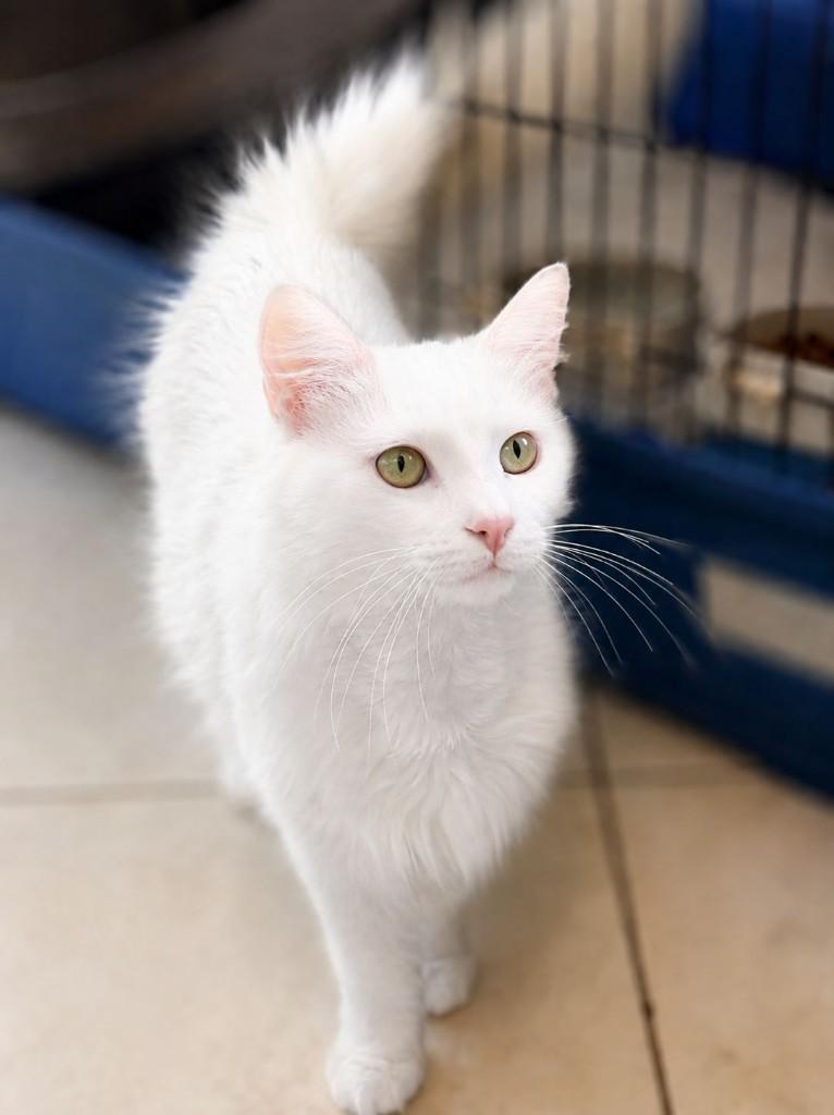 Cat for adoption: Bianka, Dieren en Toebehoren, Katten en Kittens | Overige Katten, Poes, Langharig, 0 tot 2 jaar