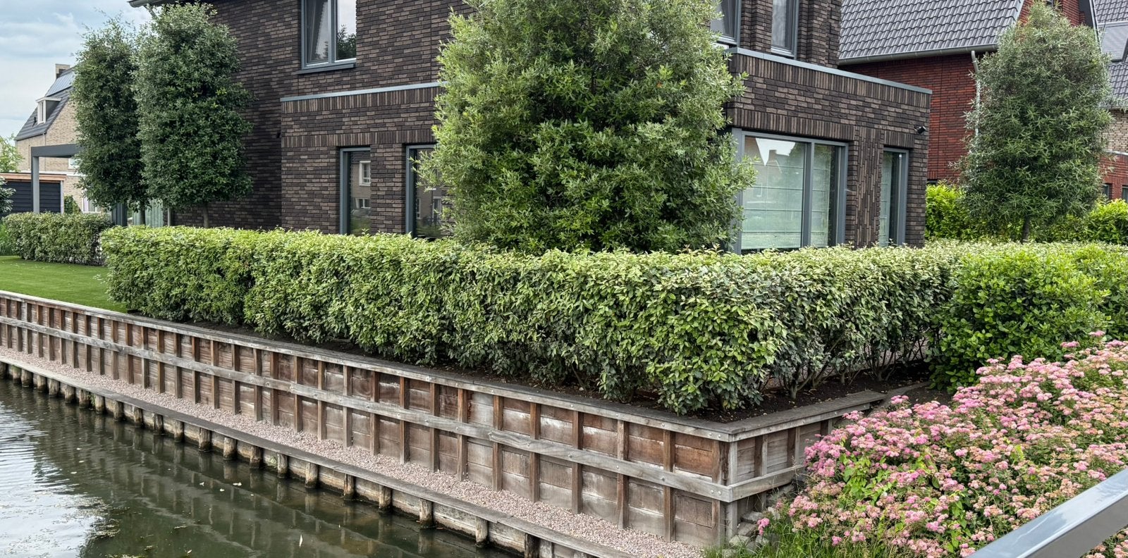 Elaeagnus ebbingei Olijfwilg 1.20 63 stuks, Ophalen, Overige soorten, Haag, 100 tot 250 cm