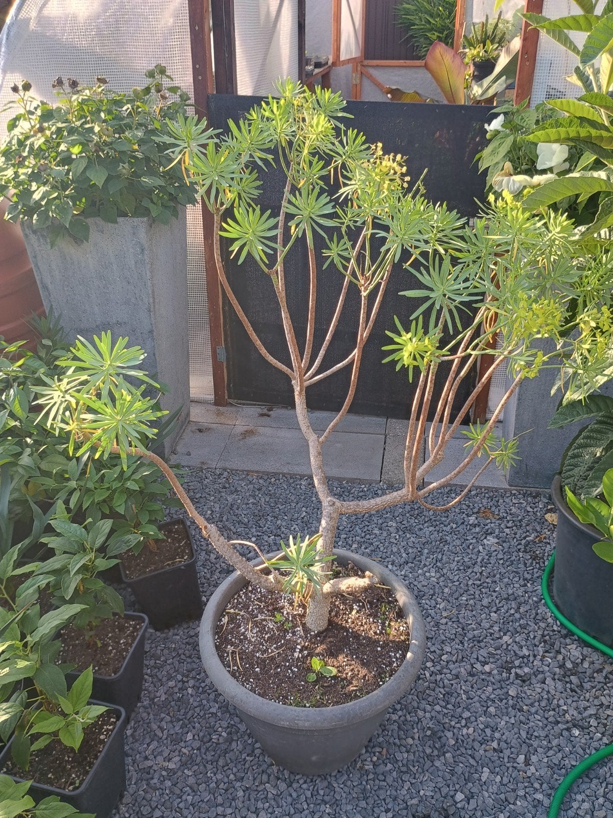 te koop Euphorbia Regis - jubae deze plant is 13 jaar oud, Tuin en Terras, Ophalen, Volle zon, Overige soorten, Minder dan 100 cm