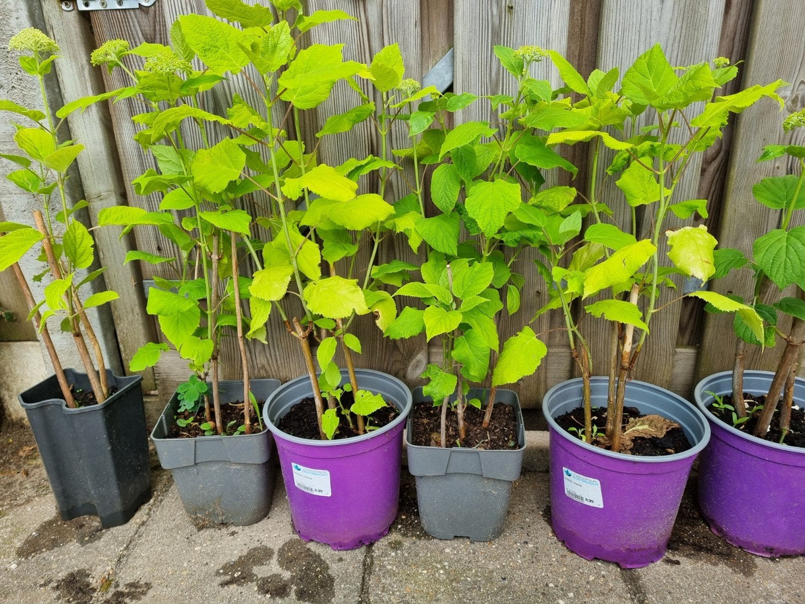 Hortensia planten (Hydrangea) - Diverse maten, Tuin en Terras, Planten | Tuinplanten, Overige soorten, Vaste plant, Ophalen of Verzenden