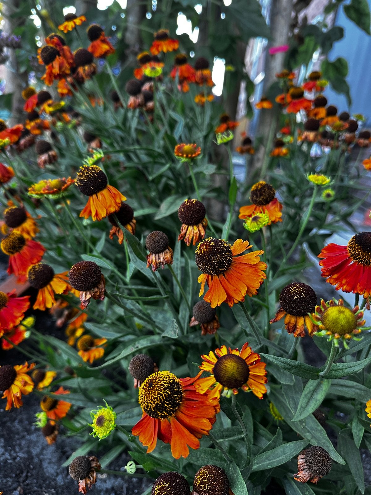 Biologische bloemzaadjes - zonnekruid, Overige soorten, Volle zon, Vaste plant, Ophalen of Verzenden