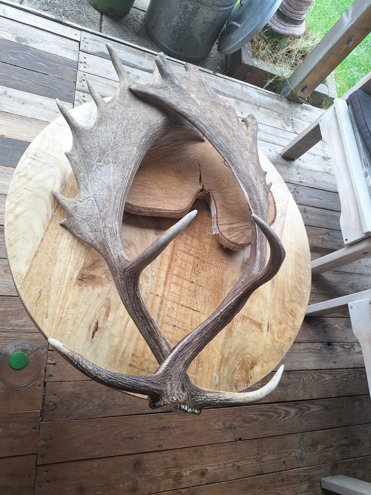 Groot hertengewei  - Decoratief, Hout, Gebruikt, Ophalen of Verzenden, Landelijk
