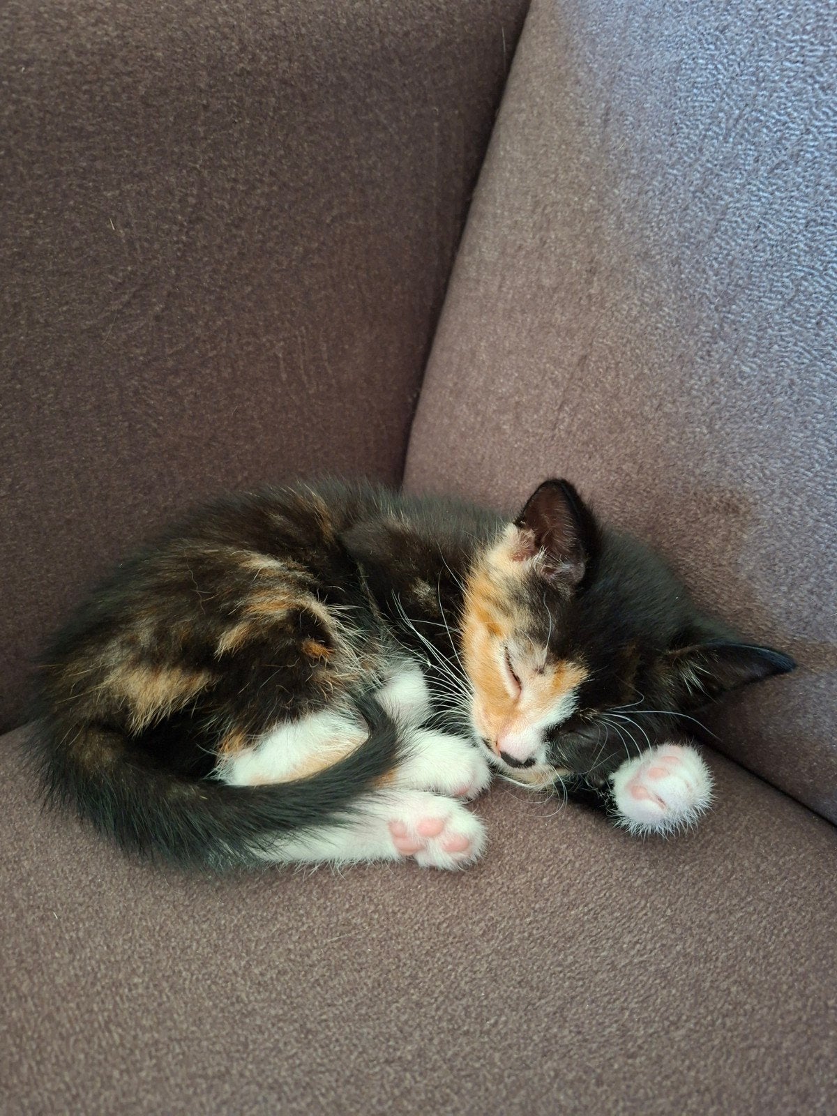 2 leuke kittens, Dieren en Toebehoren, Meerdere dieren