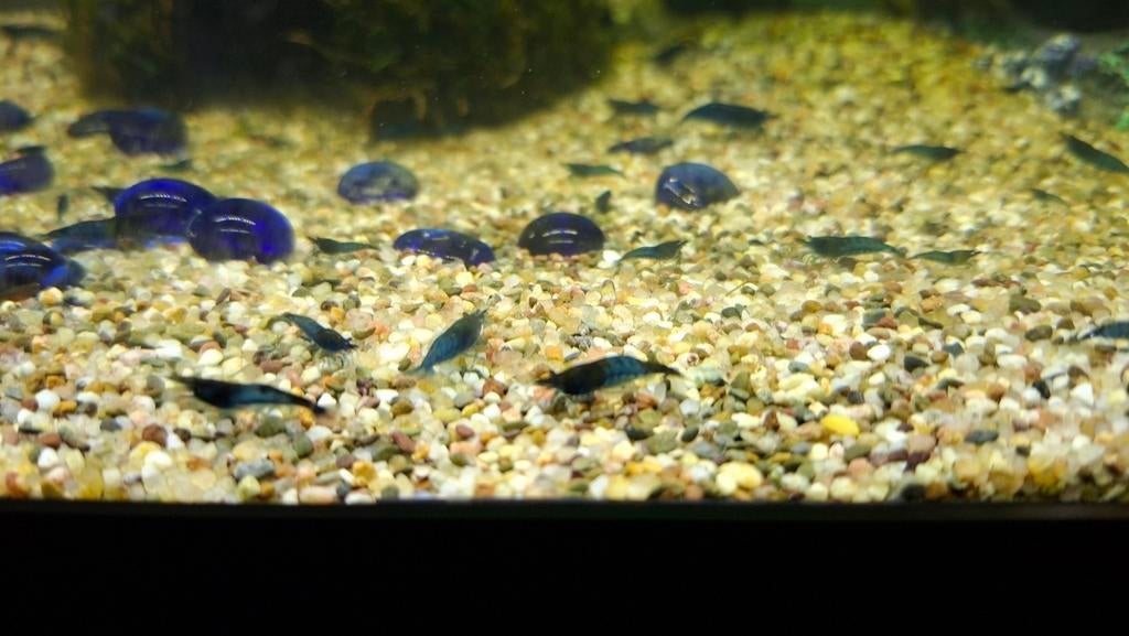 Blue velvet garnalen, Dieren en Toebehoren, Vissen | Aquariumvissen, Kreeft, Krab of Garnaal