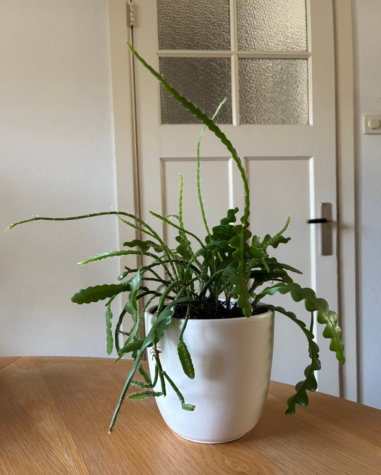 Zaagcactus inclusief pot (zelf gekweekt), Huis en Inrichting, Ophalen, Halfschaduw, Minder dan 100 cm